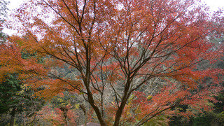 1111youroukeikoku 016.jpg